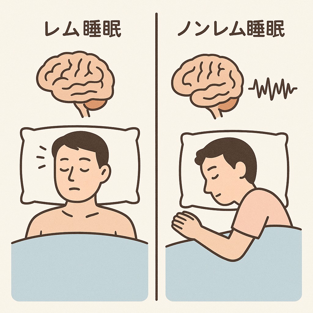 レム睡眠とノンレム睡眠の違いを視覚的に比較したイラスト